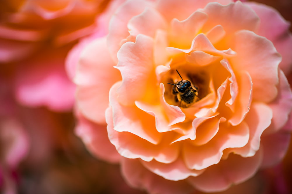 abeja que se alimenta de flor de naranjo