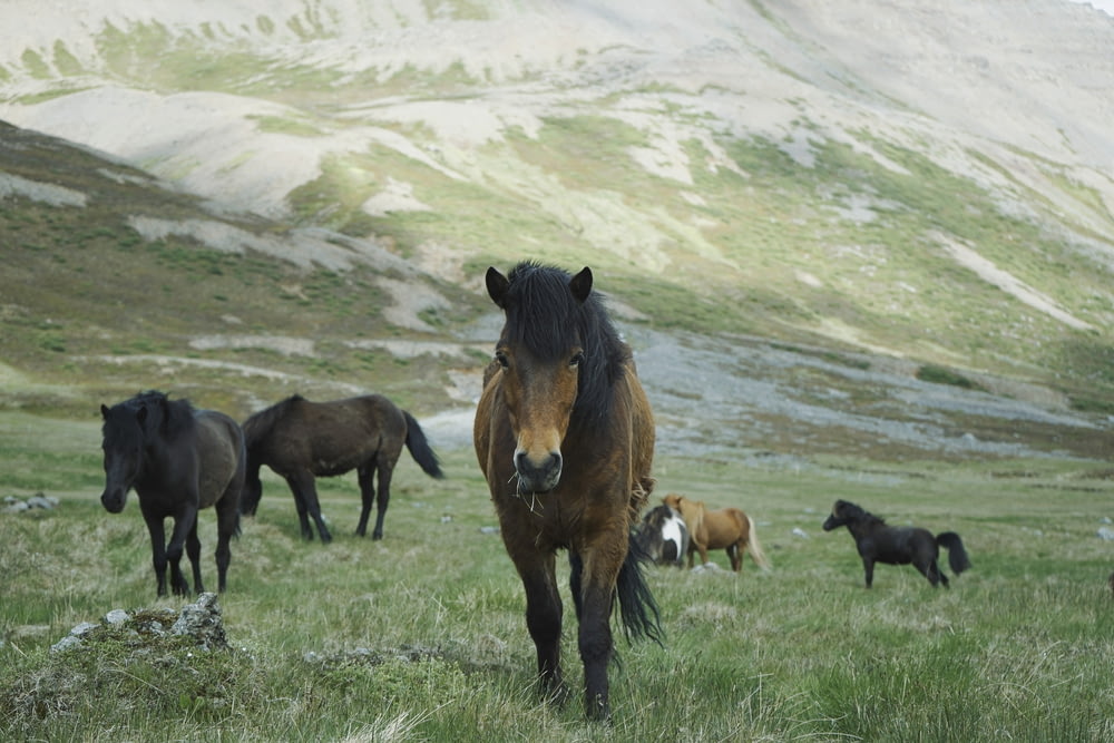herd of horses on mountain