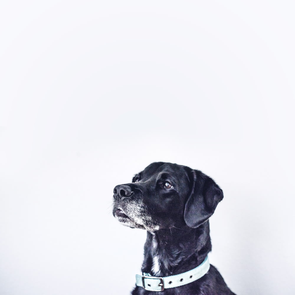 白い首輪を持つ黒い犬