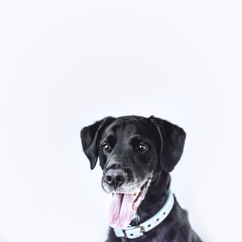 black dog wearing teal collar