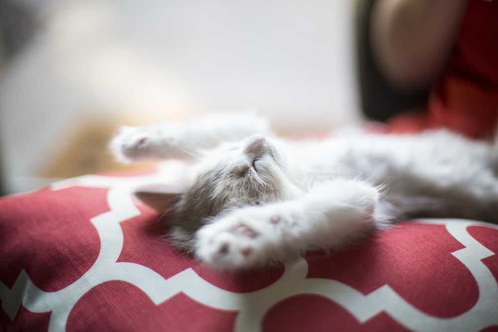 빨간색과 흰색 quatrefoil 직물에 누워있는 새끼 고양이