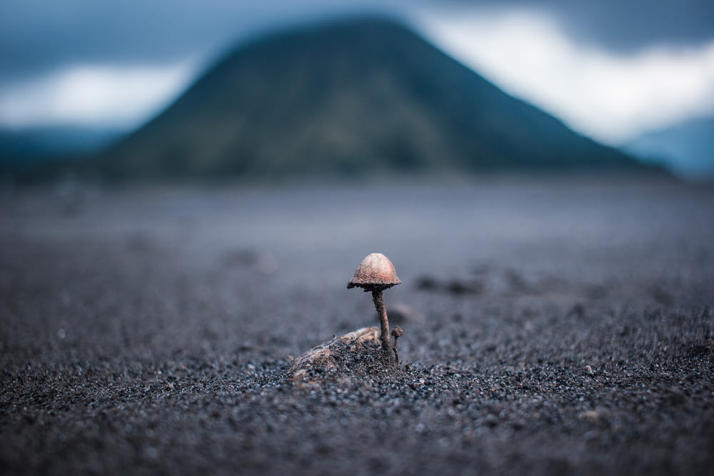 tilt-shift photography of brown mushroom
