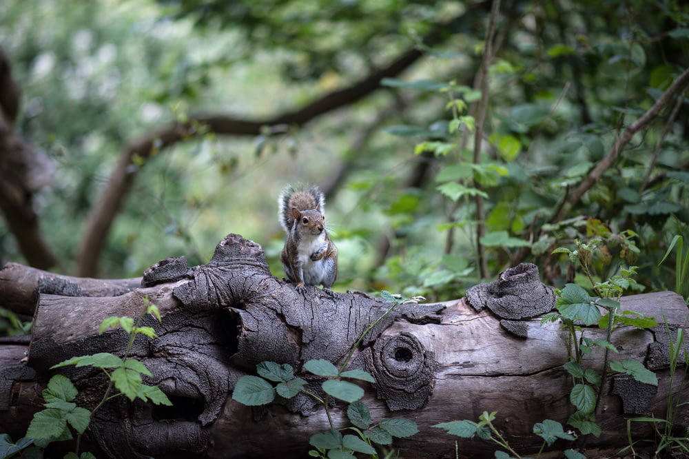 brown and white squirrel on brown tree trunk
