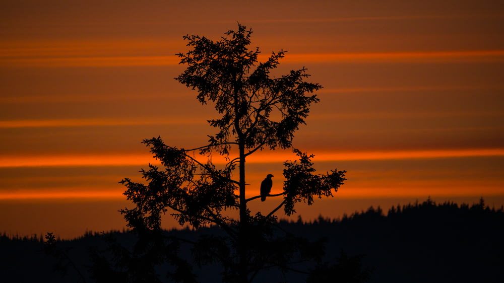 silhouette photography of bird and tree