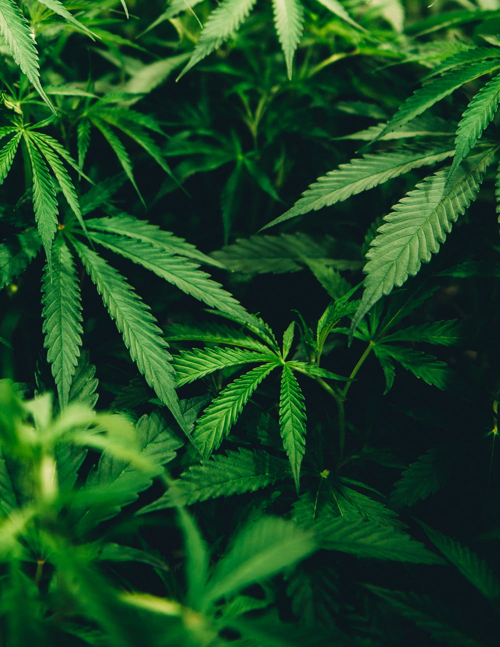 photo en gros plan d’une plante de cannabis