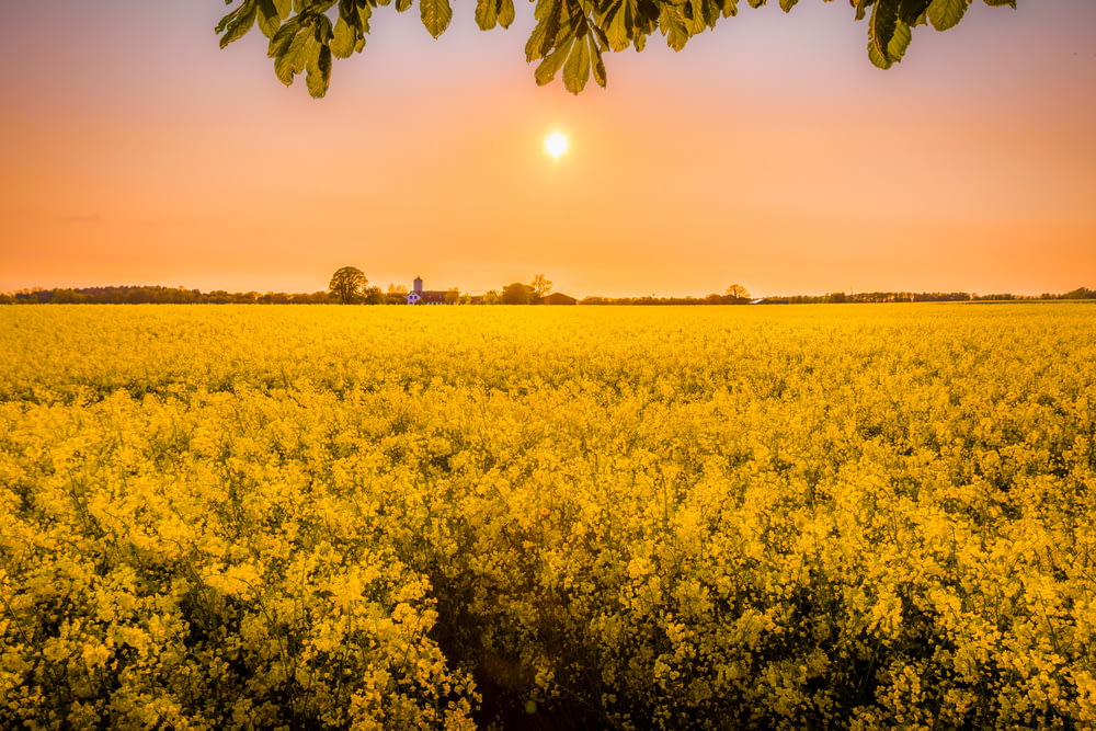 golden hour photography of yellow flower field