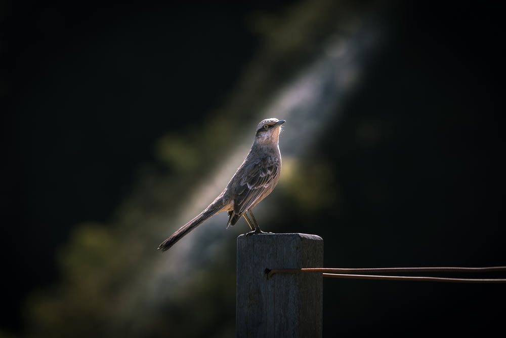 gray hummingbird on brown wooden fence
