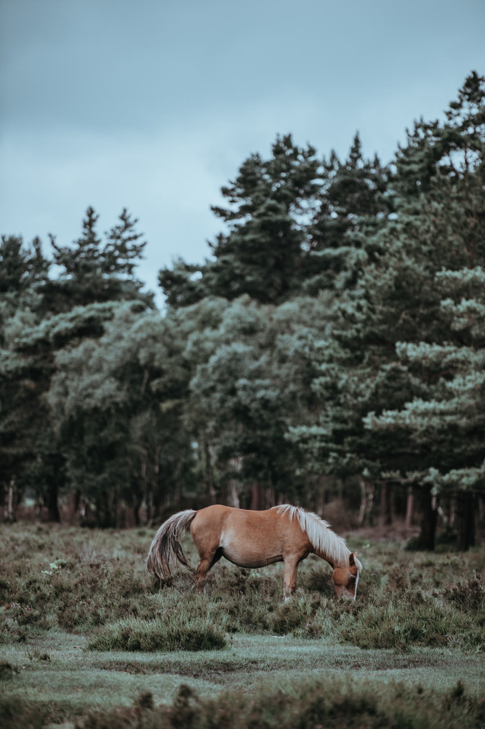 landscape photography of brown horse