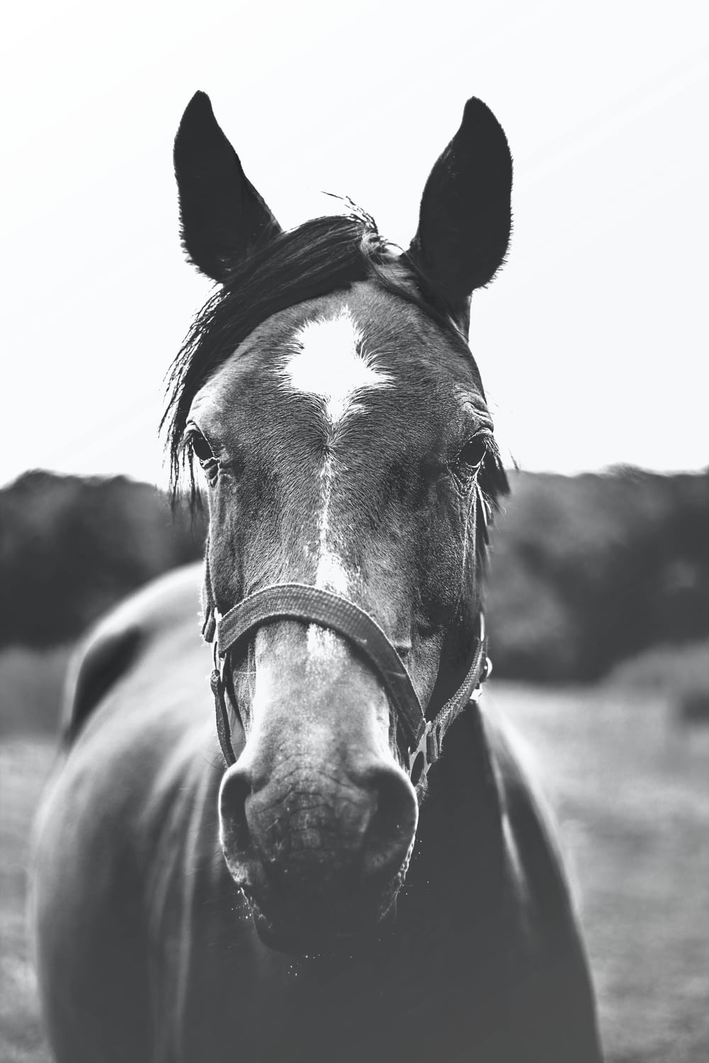 Graustufenfotografie des Pferdes