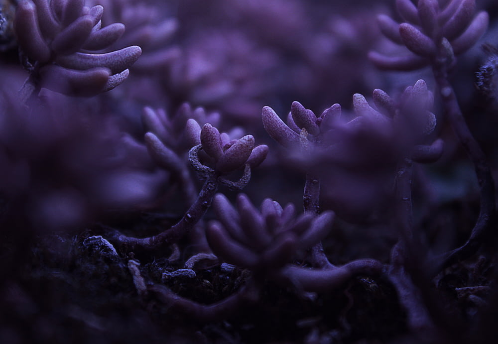 fleurs à pétales violets