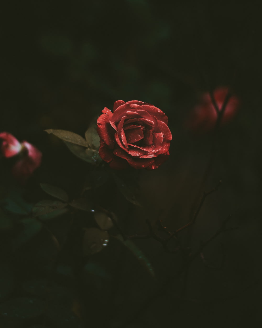 selective-focus photography of red rose blooming