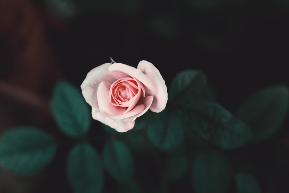 focus photo of pink rose flower
