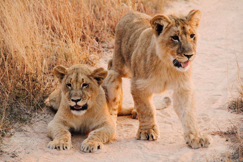 two lion cab on brown sand road between of dried grass during daytime