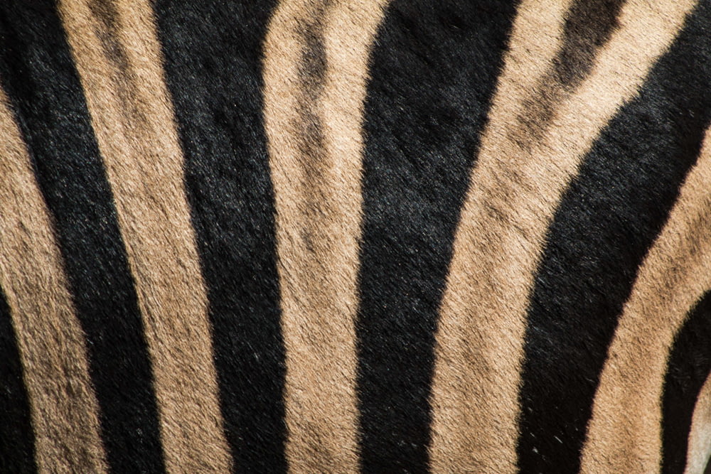 Tapis polaire imprimé tigre noir et marron