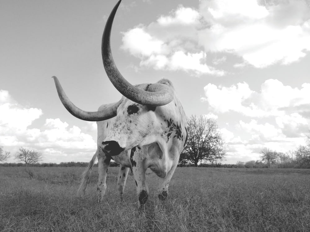 greyscale photo of cow on grass field