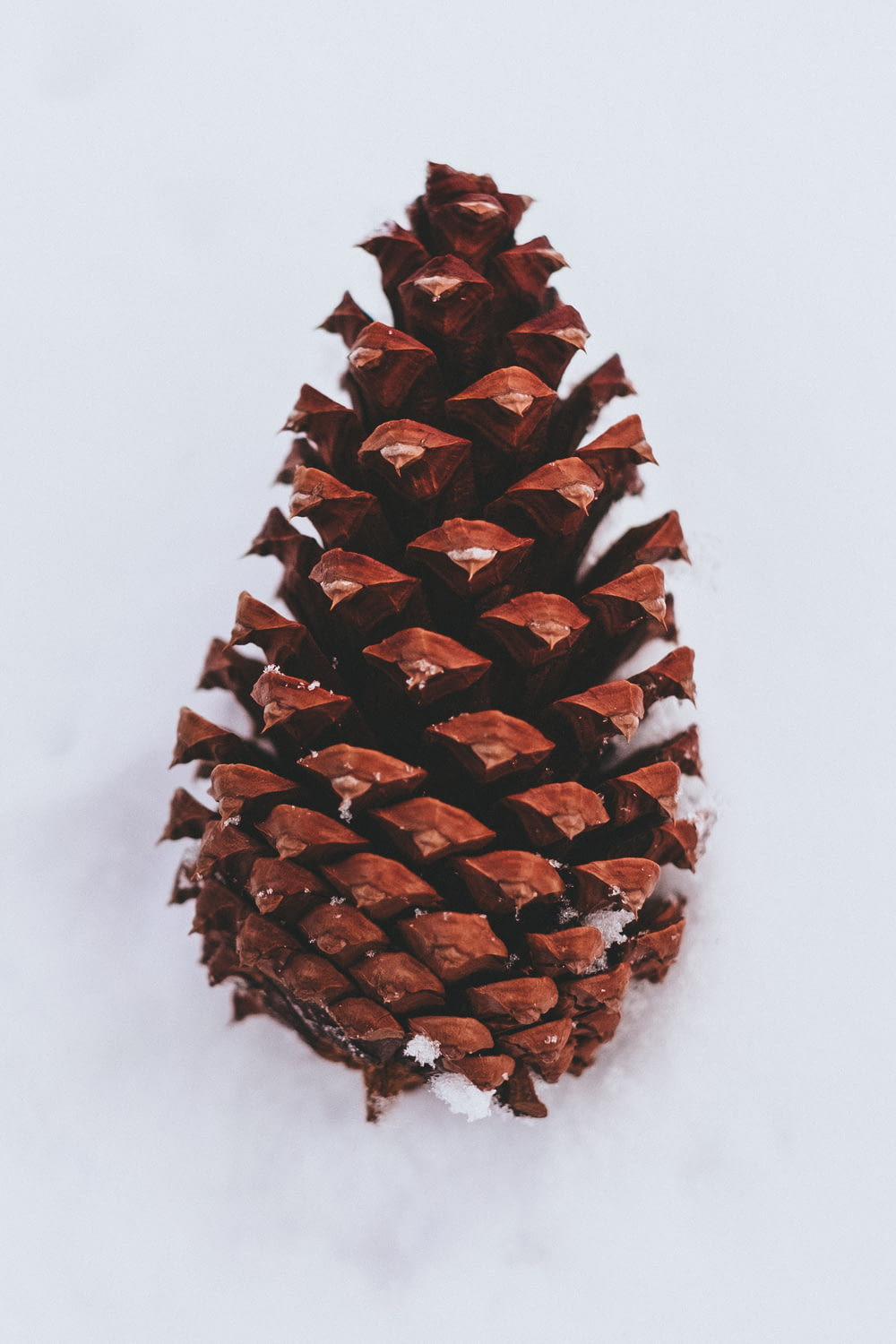 closeup photography of brown pine cone on snow