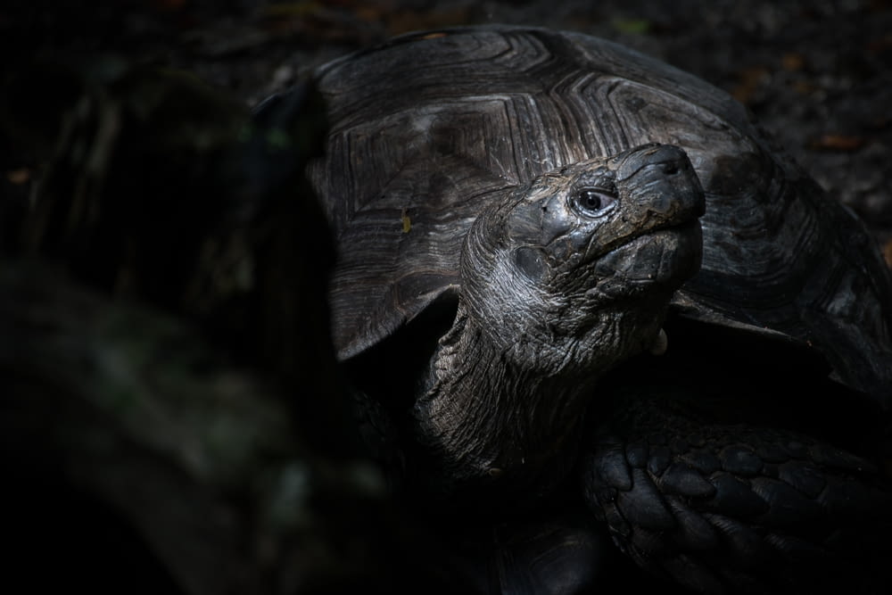 photography of tortoise