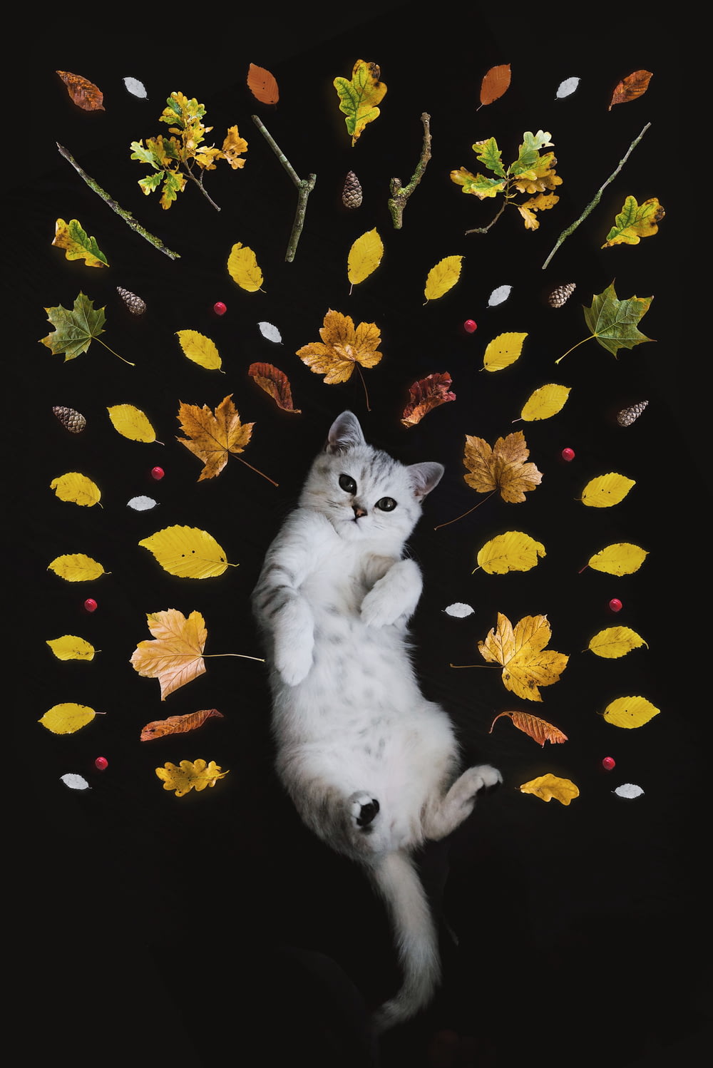 chat tigré argenté entouré de feuilles
