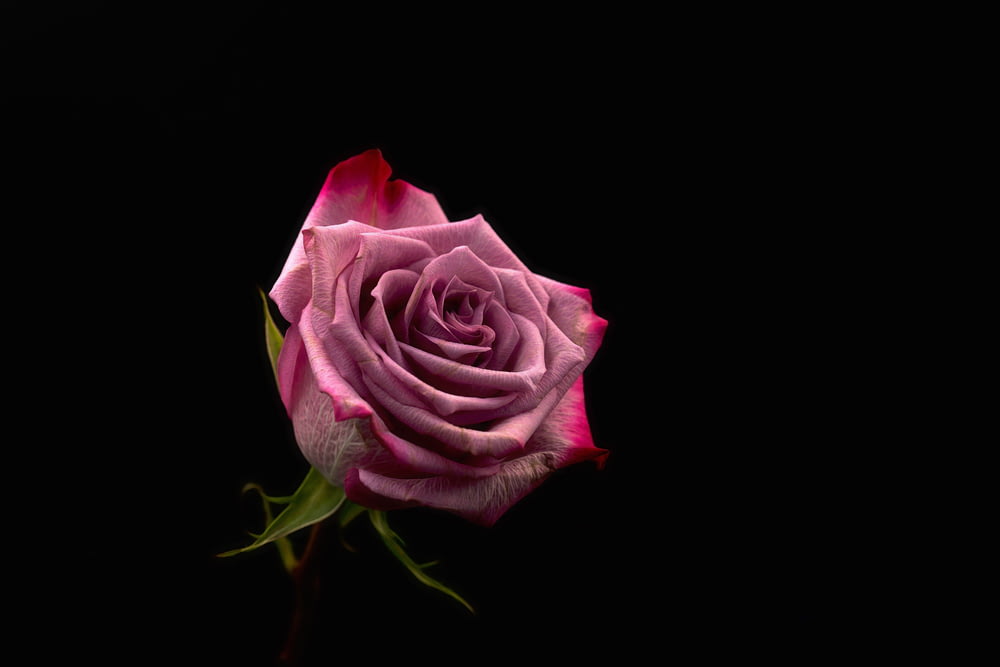 Fotografía de primer plano de Red Rose