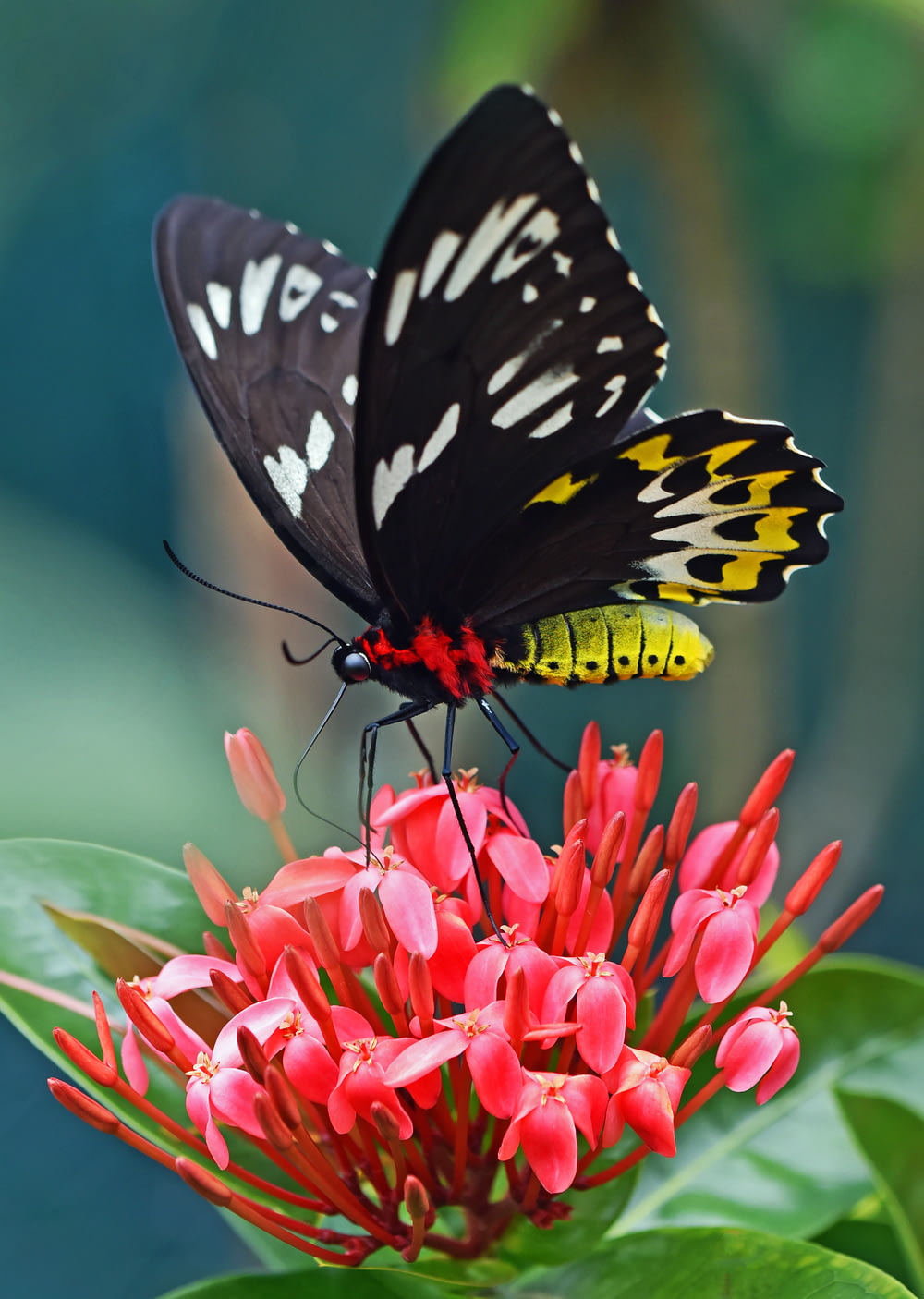 Photographie sélective de papillon machaon noir et jaune sur Ixora pendant la journée