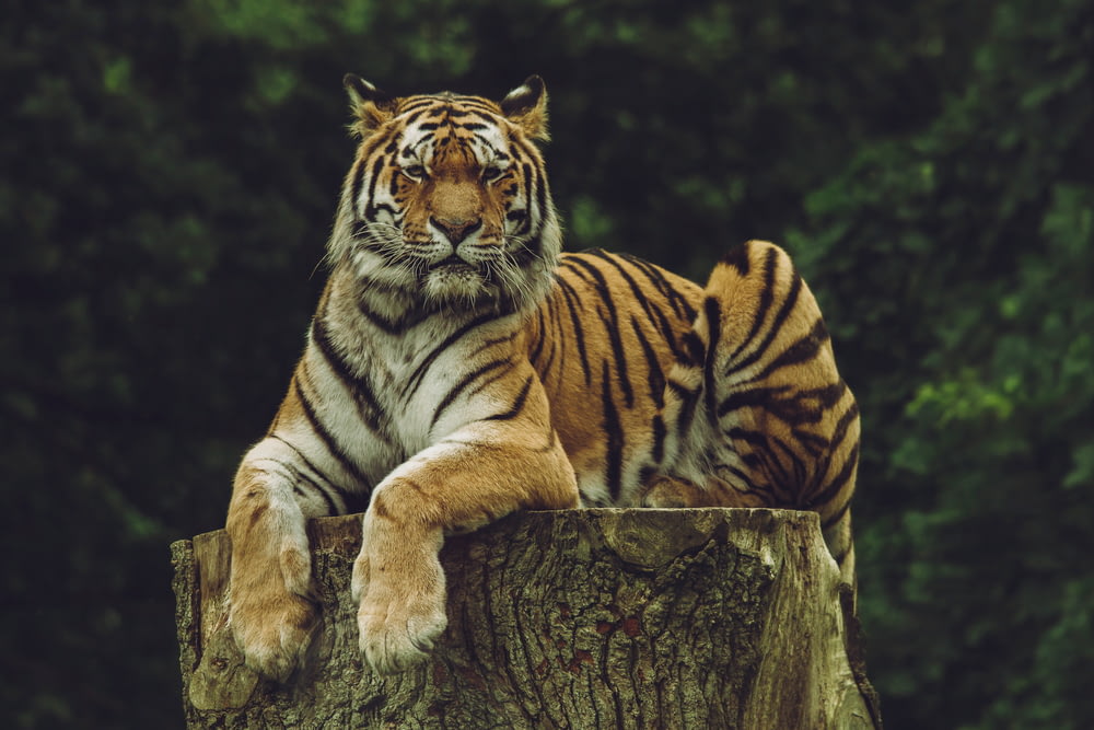 Tiger auf Holzplatte