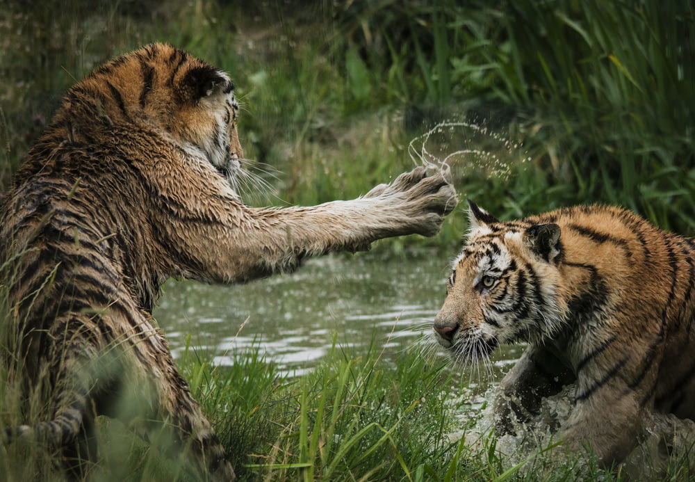 Tigri che combattono nella palude