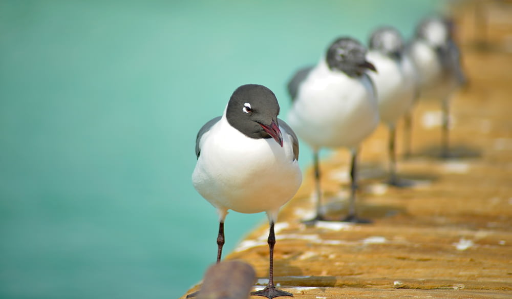shallow focus photography of bird on dock during day