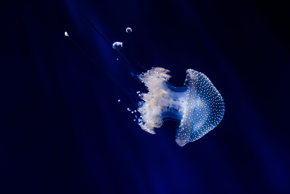 medusa azul