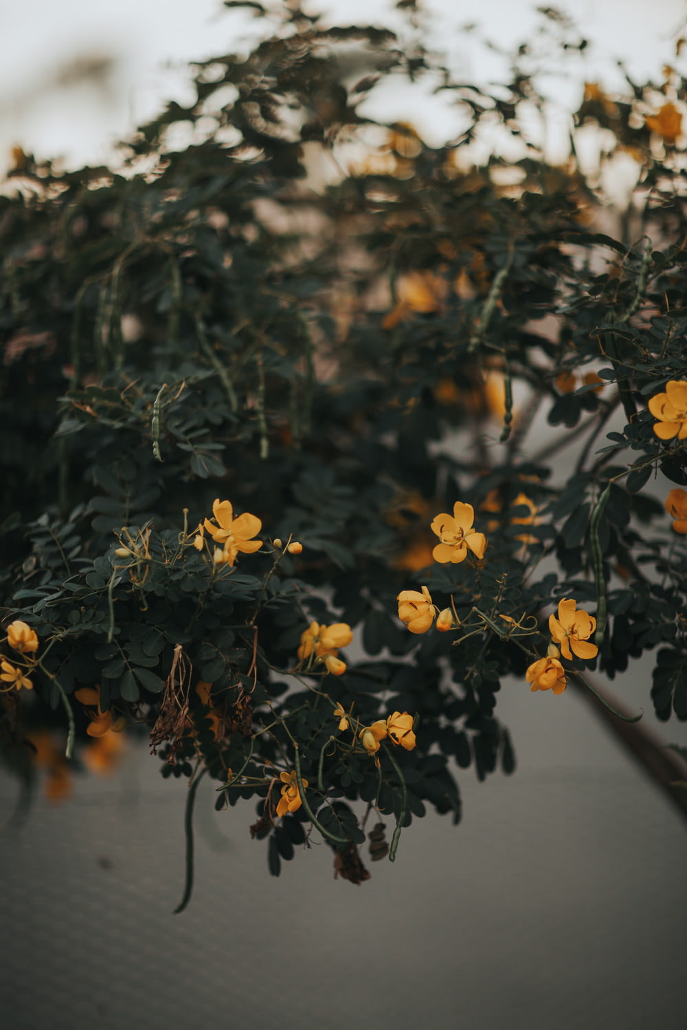 fleur à pétales jaunes
