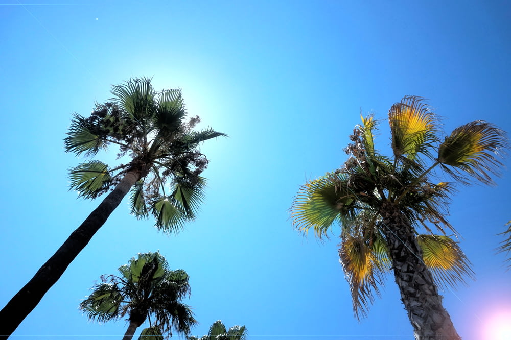 worm's eye-view photography of coconut palm trees