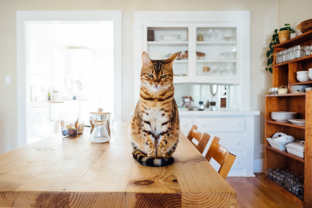 Chat tigré orange et blanc assis sur une table en bois marron dans la cuisine