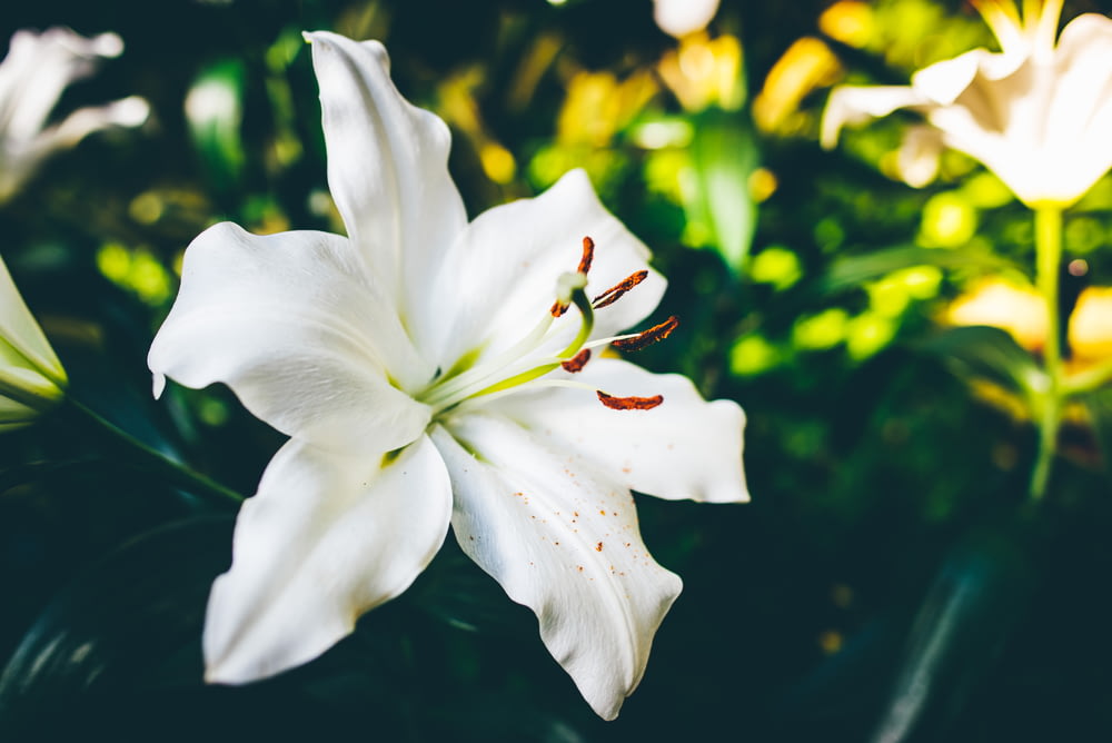 foto ravvicinata di un fiore bianco a 6 petali