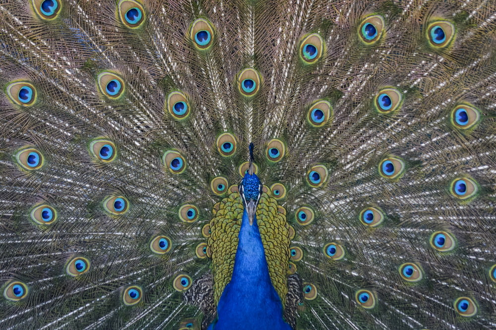 Fotografía de primer plano de la pintura del pavo real azul