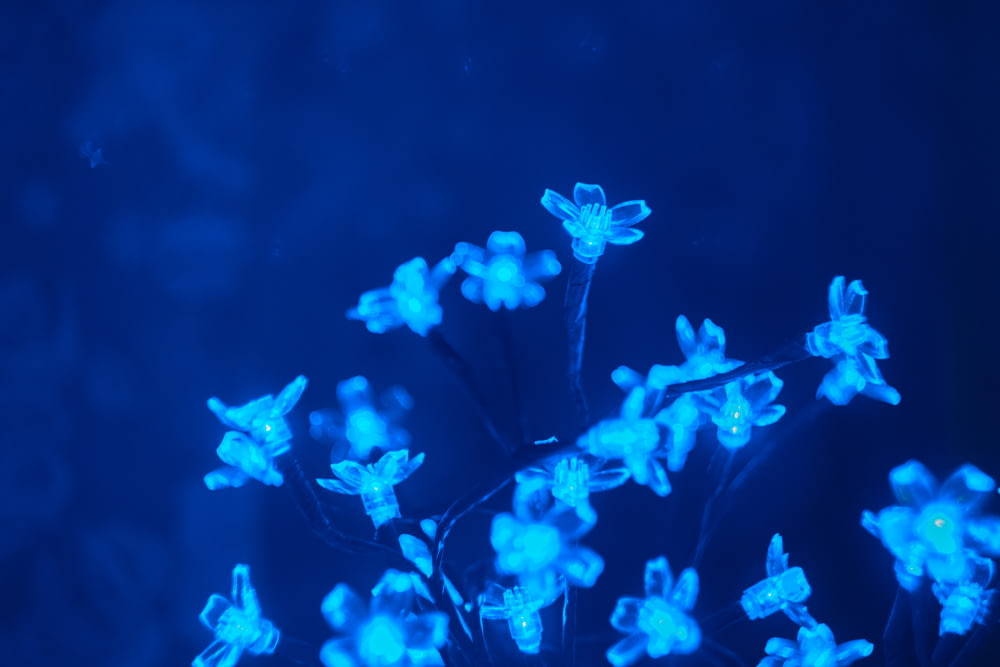 青い写真にちりばめられた花