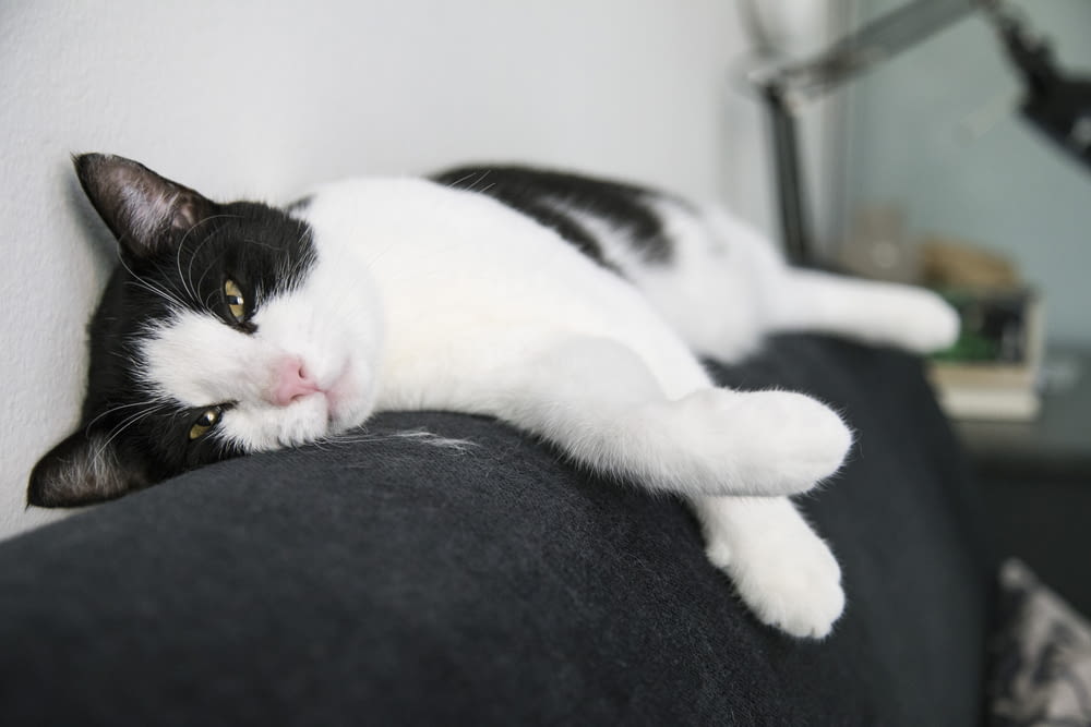 chat blanc et noir couché sur un textile noir