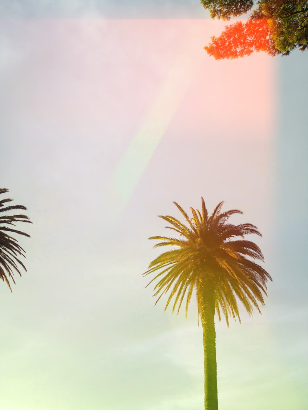 palmeira verde sob o céu nublado