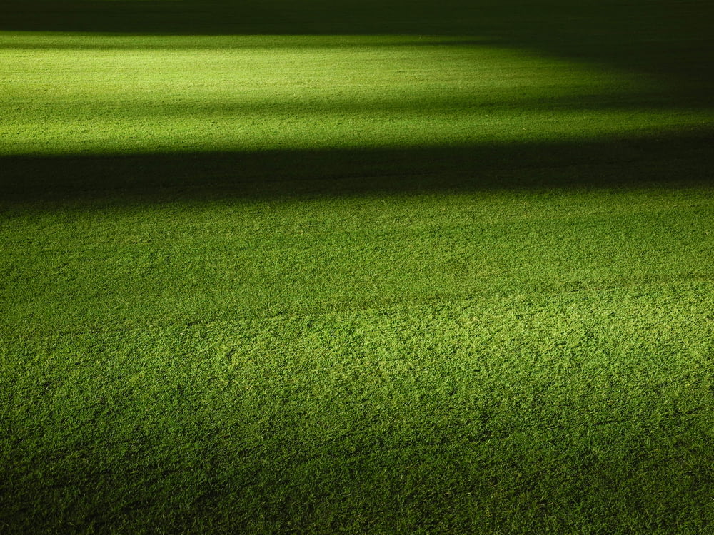 green grass field at nightime
