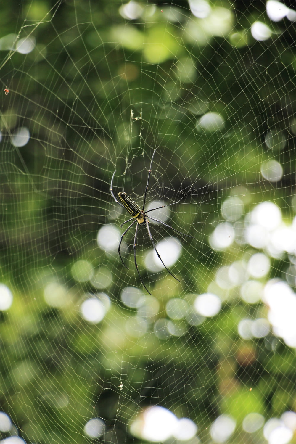 spider at web in forest