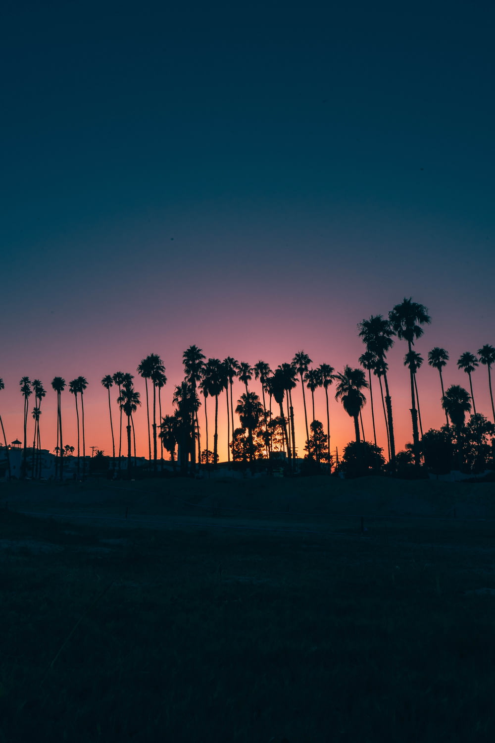palmeiras durante o pôr do sol