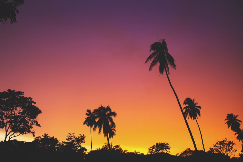 silhouette of coconut palm trees during golden hour