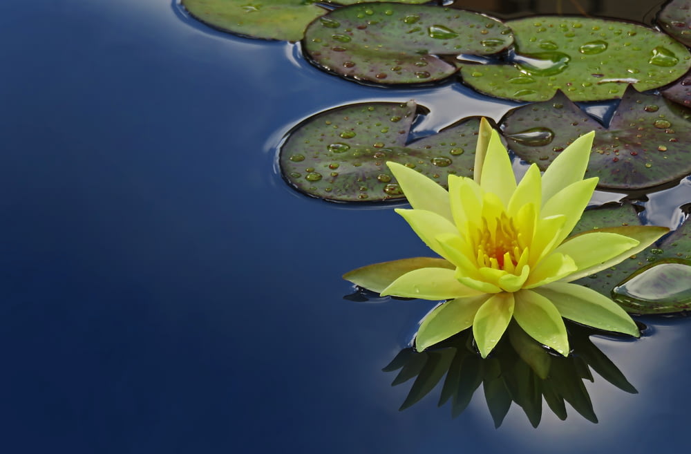 gelbe Lotusblume schwimmt