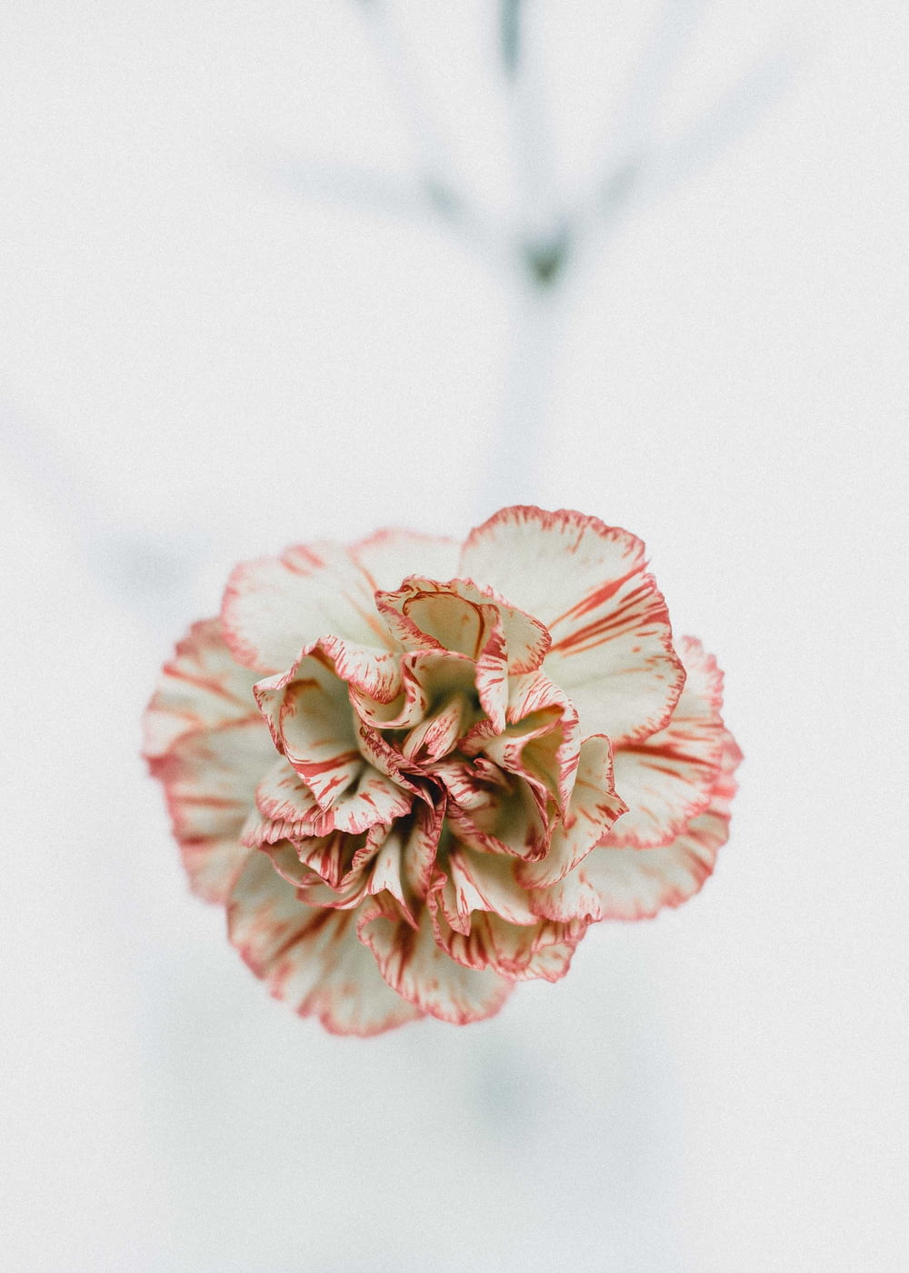 빨간색과 흰색 꽃의 매크로 샷 사진