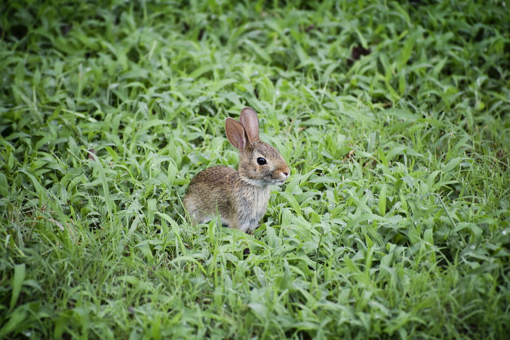 selective focus photography of brown rabbit on grass field