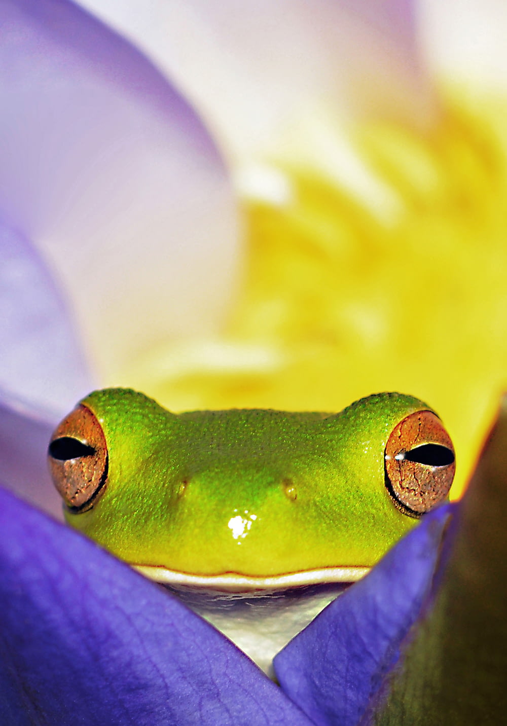 close view of green frog on purple flower