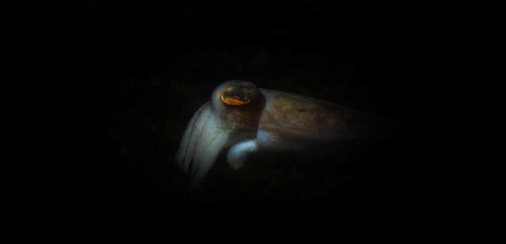 a close up of a squid in the dark