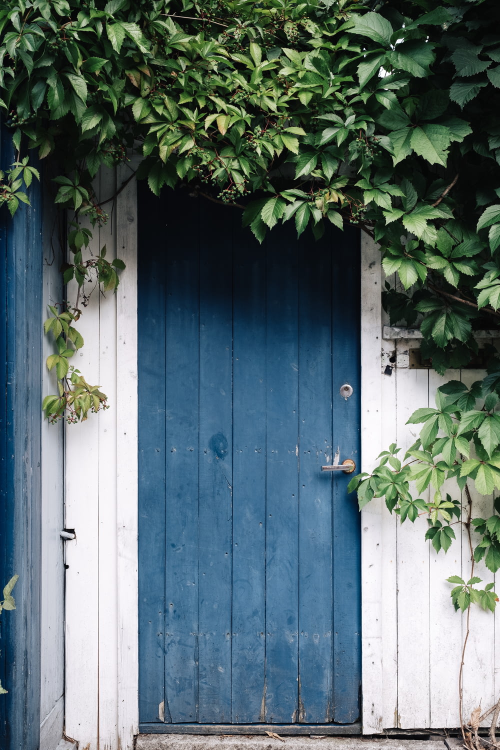 Puerta de madera azul rodeada de hojas verdes durante el día