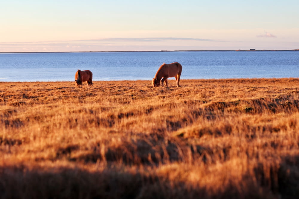 two brown horses in brown grass field near body of water at daytime