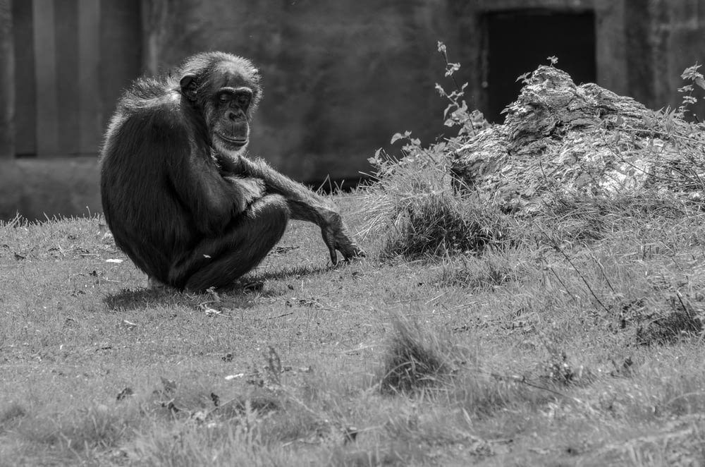 grayscale photography of monkey sitting on grass