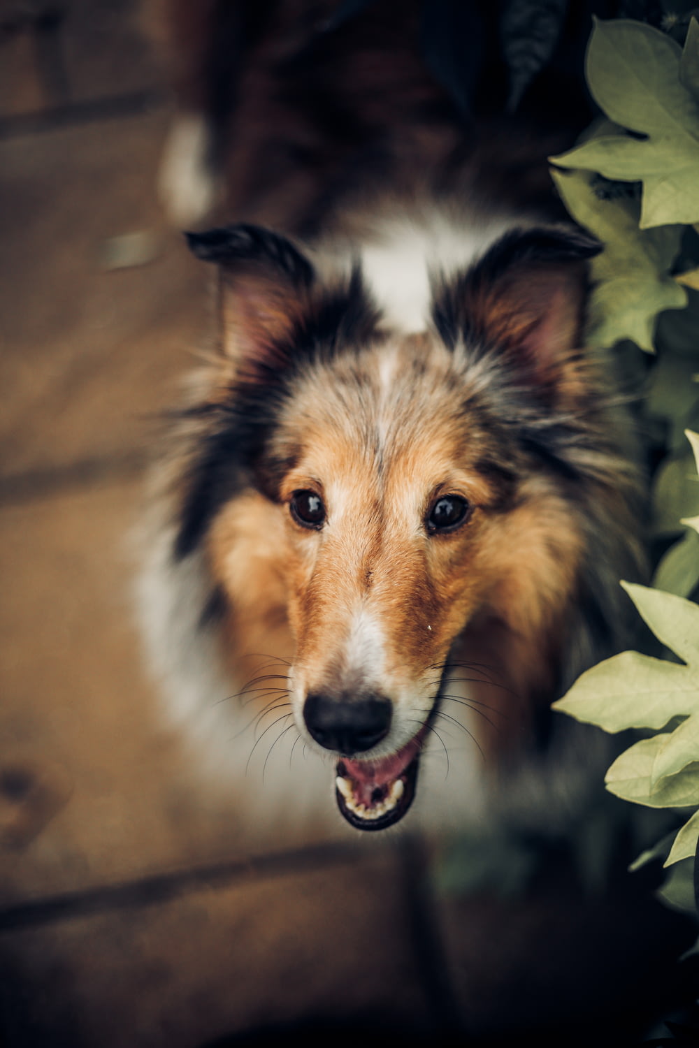 selective focus photography of short-coated dog near leaf