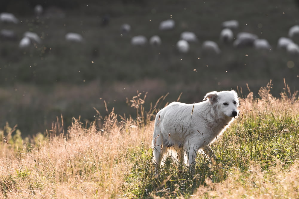 short-coated white dog standing on open field at daytime
